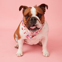 Thumbnail for DOG BANDANA - BOLD FLORAL