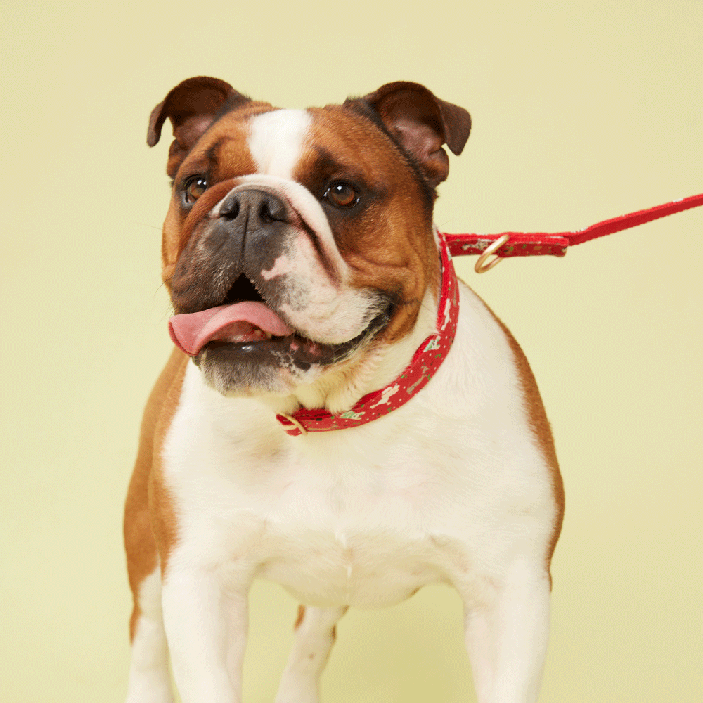 DOG COLLAR - RED PRINT