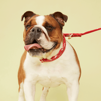 Thumbnail for DOG COLLAR - RED PRINT