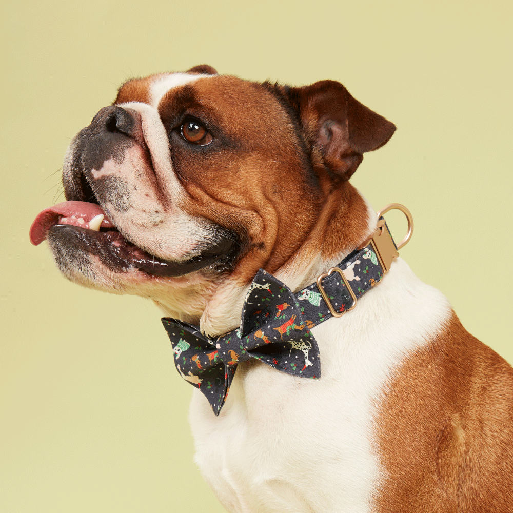 DOG COLLAR - NAVY PRINT