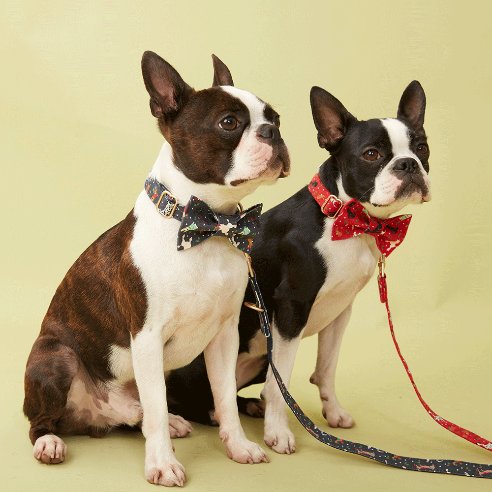 DOG COLLAR - NAVY PRINT