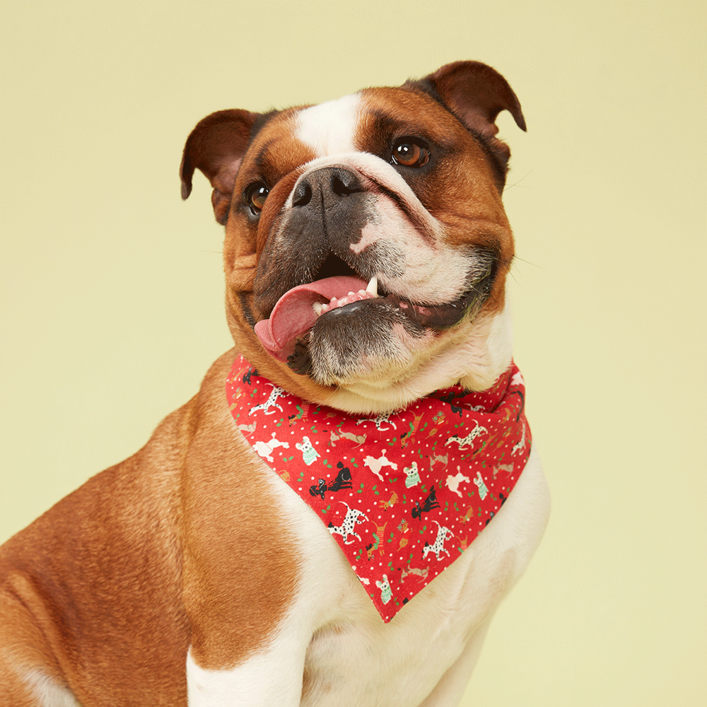 DOG BANDANA - RED PRINT