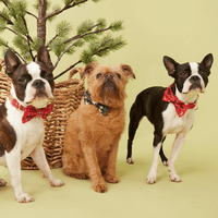 Thumbnail for DOG BOW TIE - RED CHECK