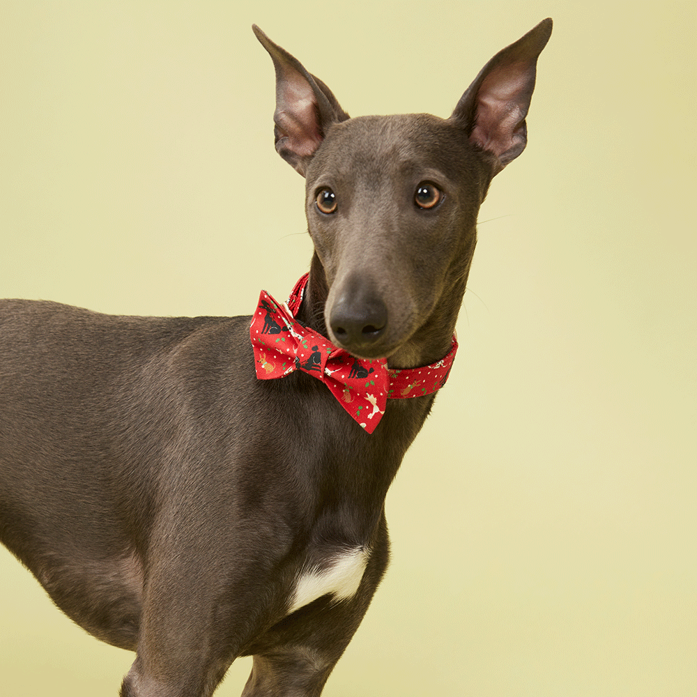 DOG BOW TIE - RED PRINT