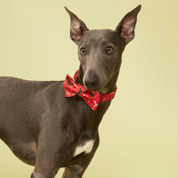 Thumbnail for DOG BOW TIE - RED PRINT