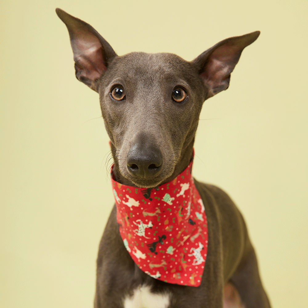 DOG BANDANA - RED PRINT
