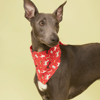 Thumbnail for DOG BANDANA - RED PRINT