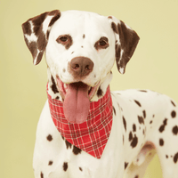 Thumbnail for DOG BANDANA - RED CHECK