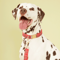Thumbnail for DOG COLLAR - RED CHECK