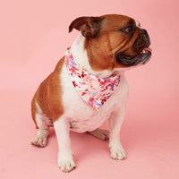 Thumbnail for DOG BANDANA - BOLD FLORAL