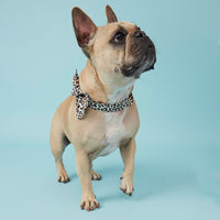 Thumbnail for DOG COLLAR - ANIMAL