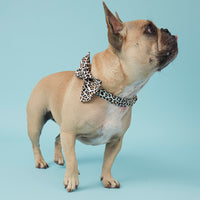 Thumbnail for DOG COLLAR - ANIMAL
