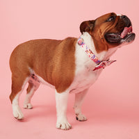Thumbnail for DOG COLLAR - BOLD FLORAL