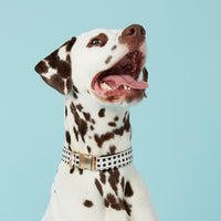 Thumbnail for DOG COLLAR - BLACK & WHTE CHECK