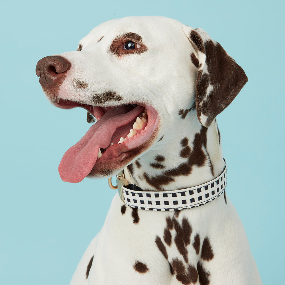 DOG COLLAR - BLACK & WHTE CHECK