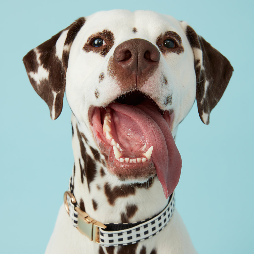 DOG COLLAR - BLACK & WHTE CHECK