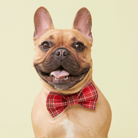 Thumbnail for DOG BOW TIE - RED CHECK