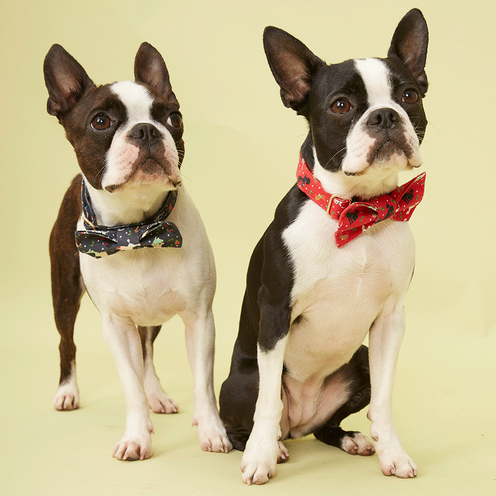 DOG COLLAR - RED PRINT