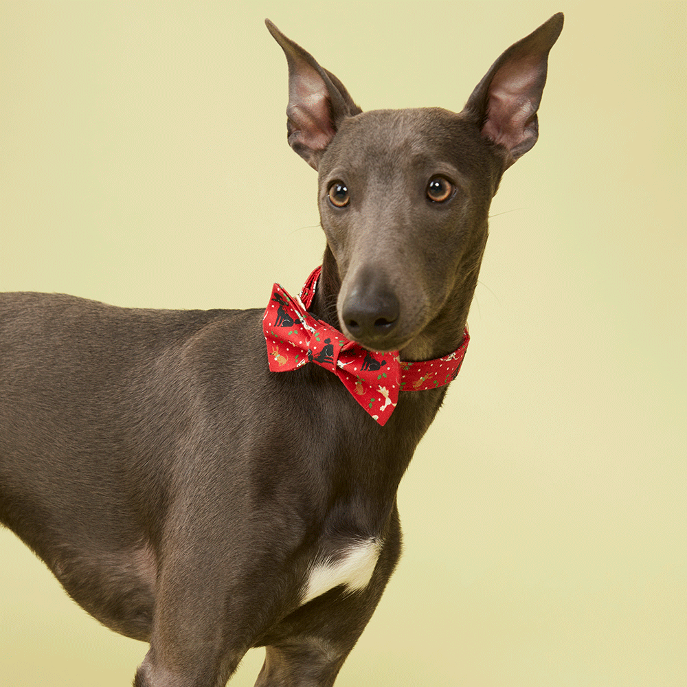 DOG COLLAR - RED PRINT