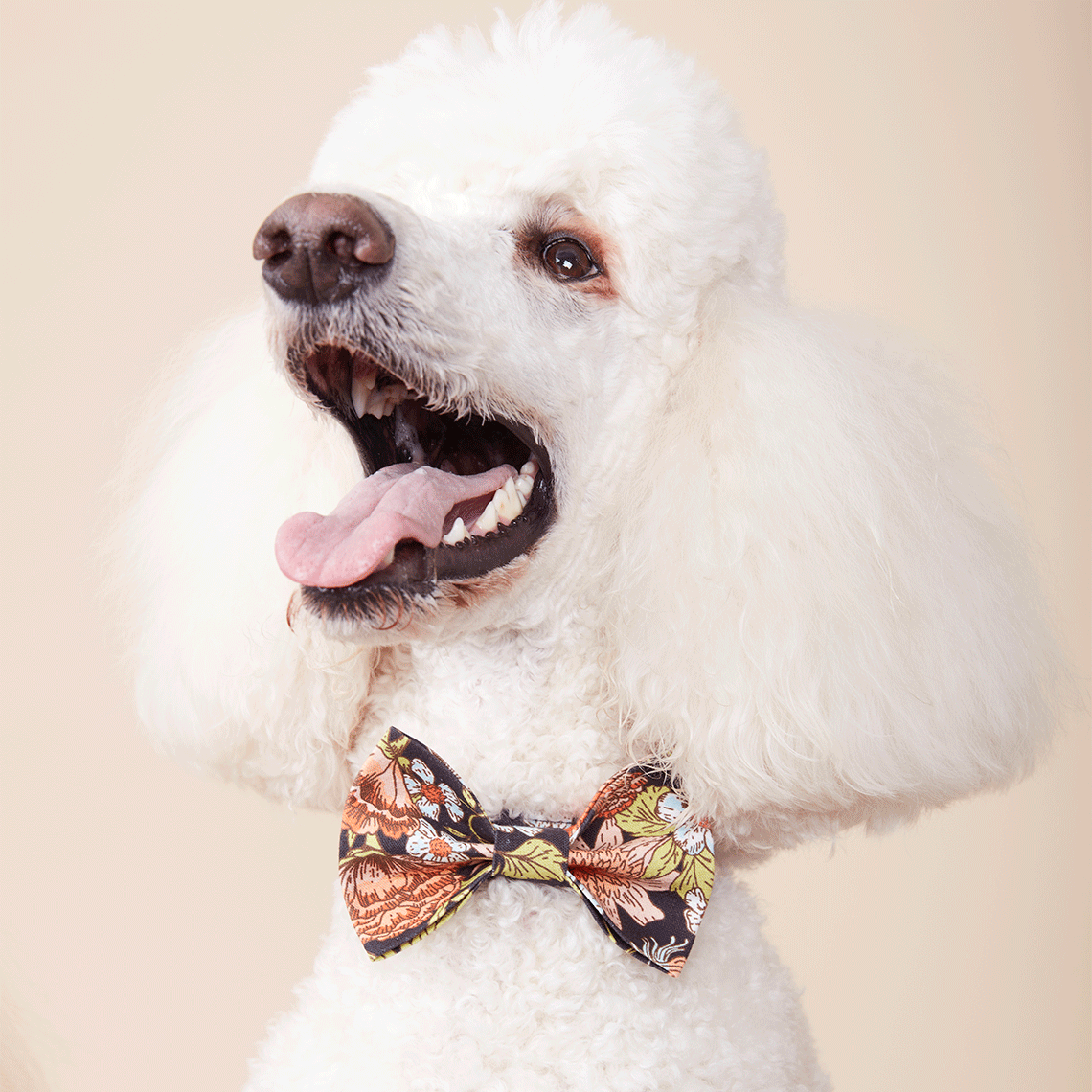 DOG BOW TIE - FLORAL PRINT BLACK