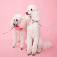Thumbnail for DOG BANDANA - AZALEA PINK