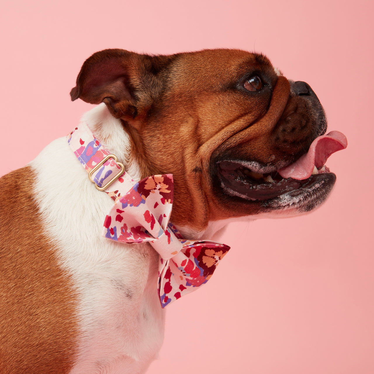 DOG COLLAR - BOLD FLORAL