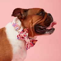 Thumbnail for DOG COLLAR - BOLD FLORAL