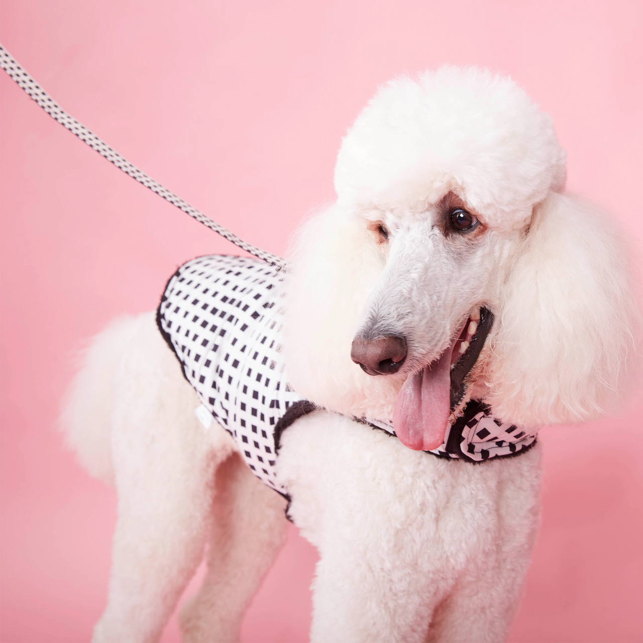 DOG LEASH - BLACK & WHITE CHECK