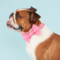 Thumbnail for DOG BOW TIE - AZALEA PINK
