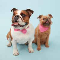 Thumbnail for DOG BANDANA - AZALEA PINK