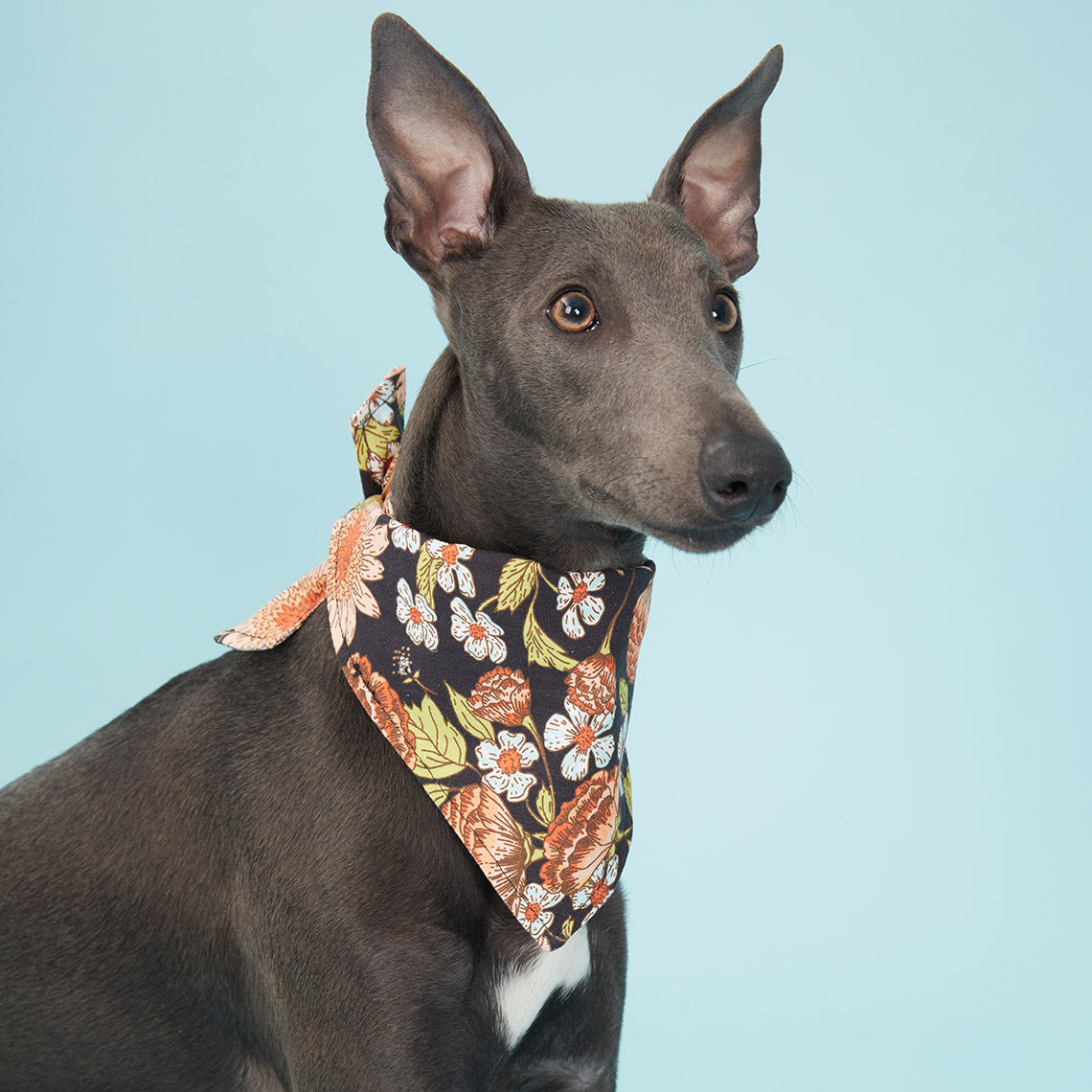 DOG BANDANA - BLACK FLORAL