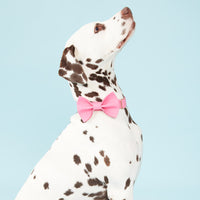 Thumbnail for DOG BOW TIE - AZALEA PINK