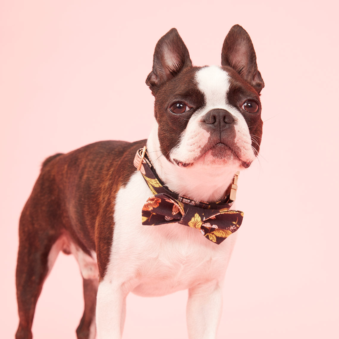 DOG BOW TIE - FLORAL PRINT BLACK