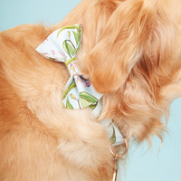 Thumbnail for DOG COLLAR - AQUA FLORAL