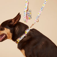 Thumbnail for DOG COLLAR - ABSTRACT