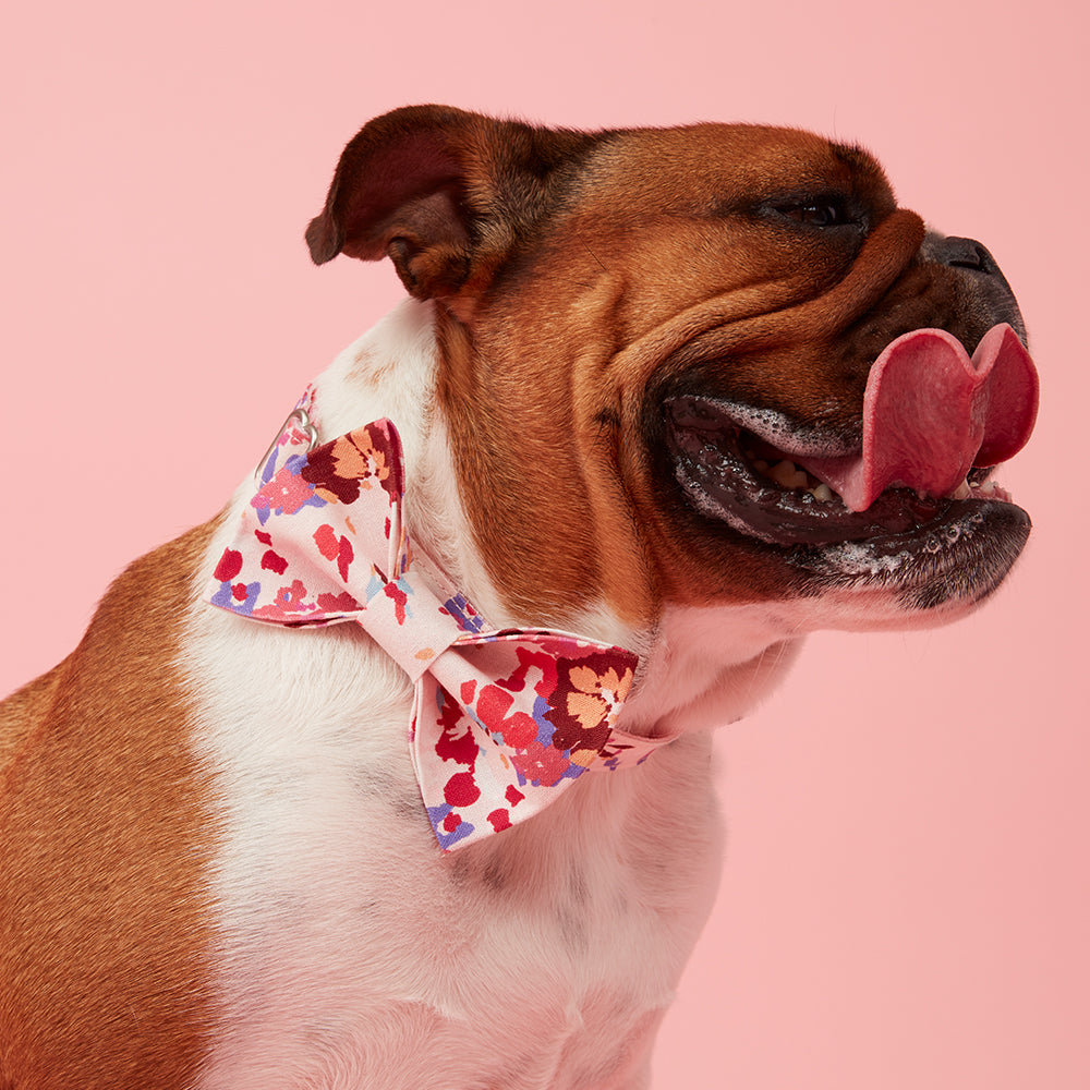 DOG BOW TIE - BOLD FLORAL