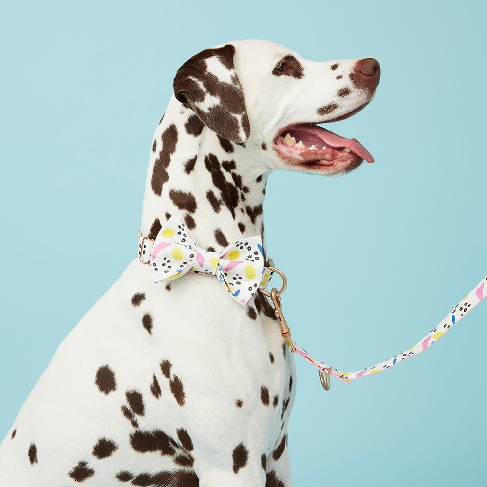 DOG LEASH - ABSTRACT