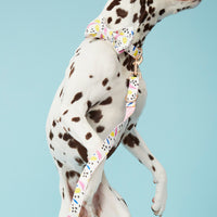 Thumbnail for DOG LEASH - ABSTRACT