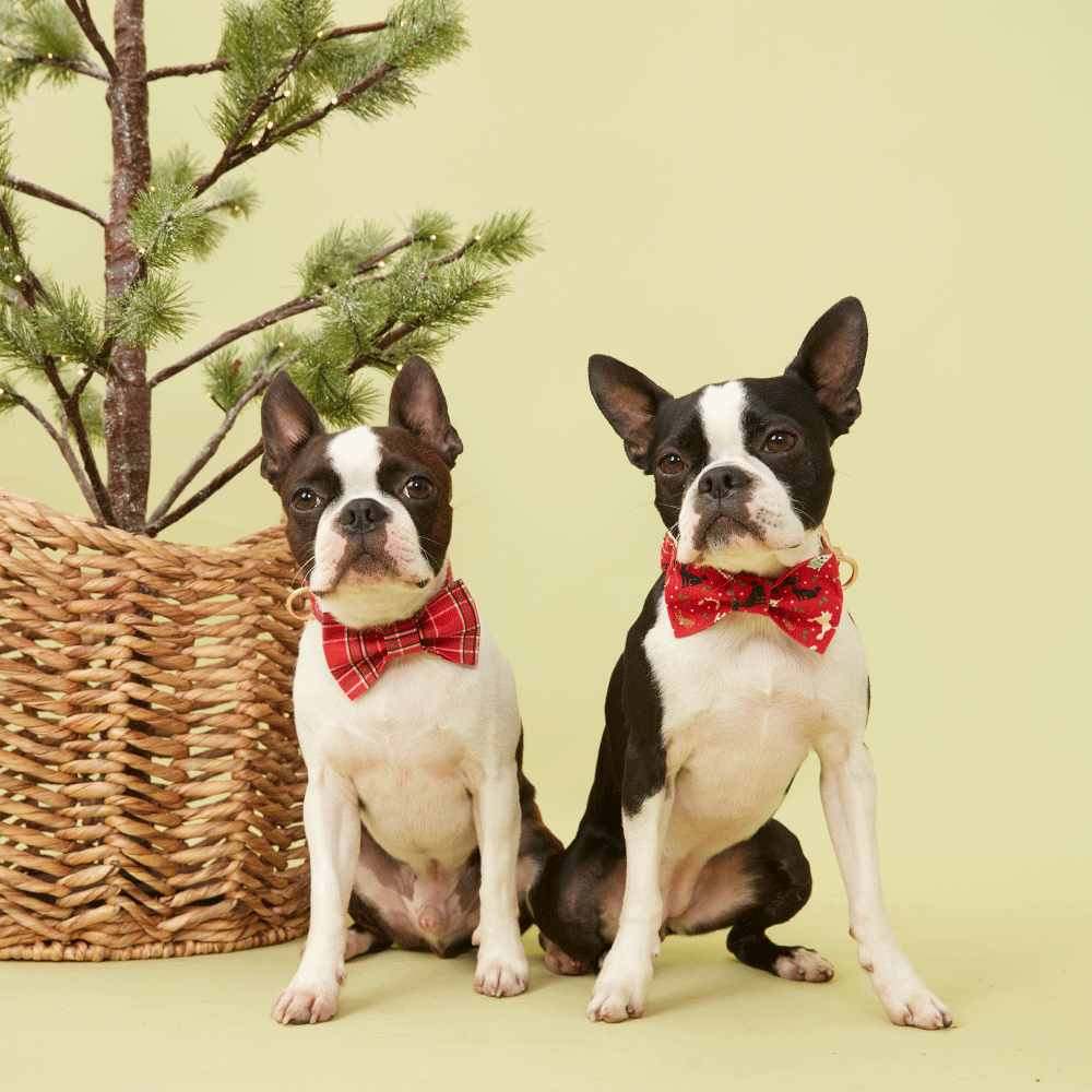 DOG BOW TIE - RED PRINT