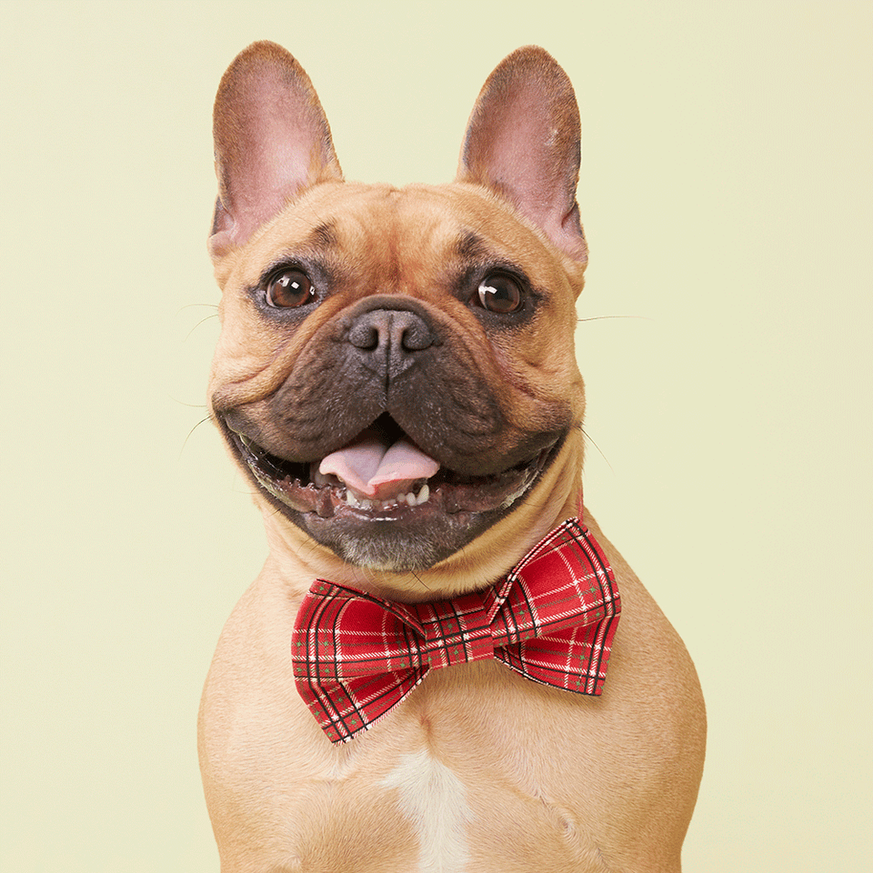 French bulldog bow on sale tie