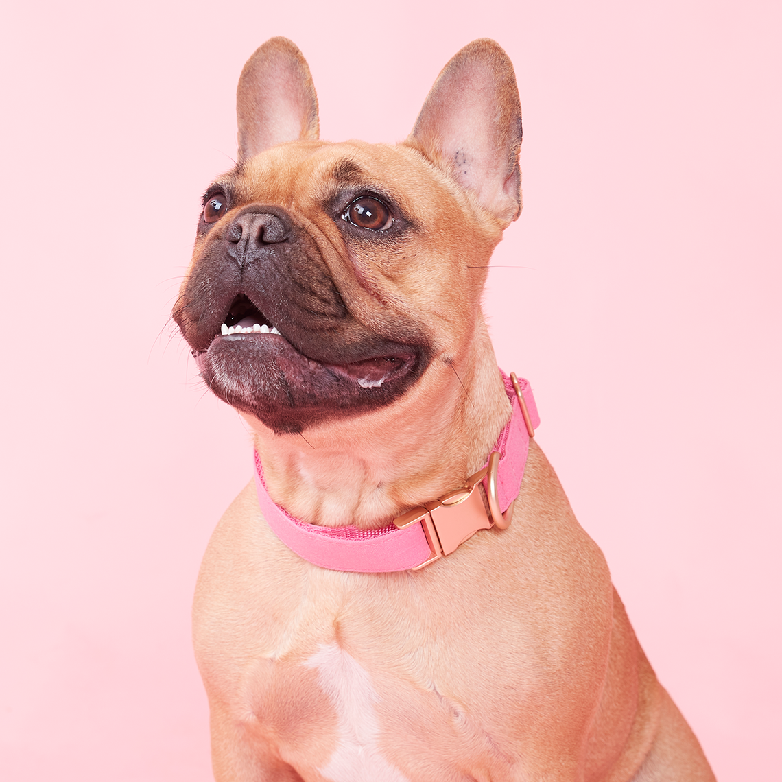 Pink uga dog shop collar
