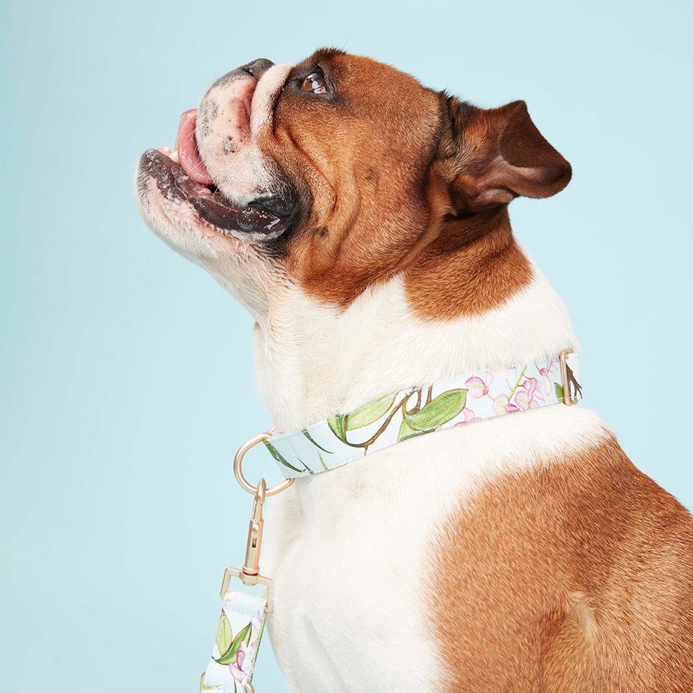 Aqua clearance dog collar