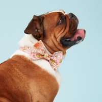 Thumbnail for DOG BOW TIE - FLORAL PRINT PINK