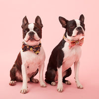Thumbnail for DOG BOW TIE - FLORAL PRINT BLACK